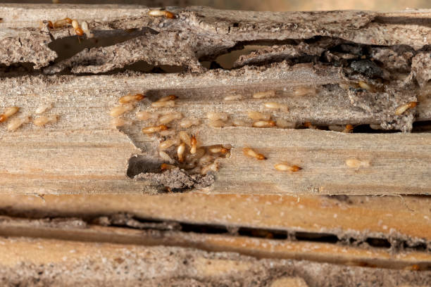Best Bed Bug Extermination  in Huntingdon, TN